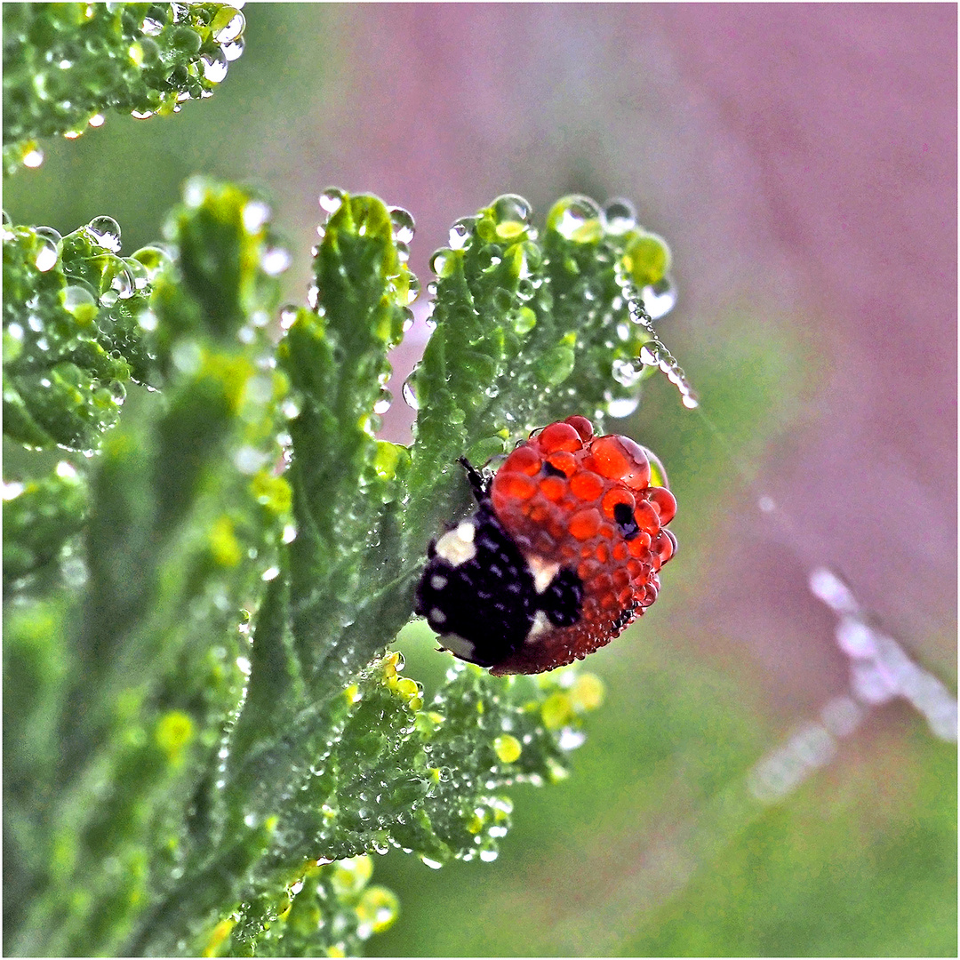 schwarzweissrote Himbeere