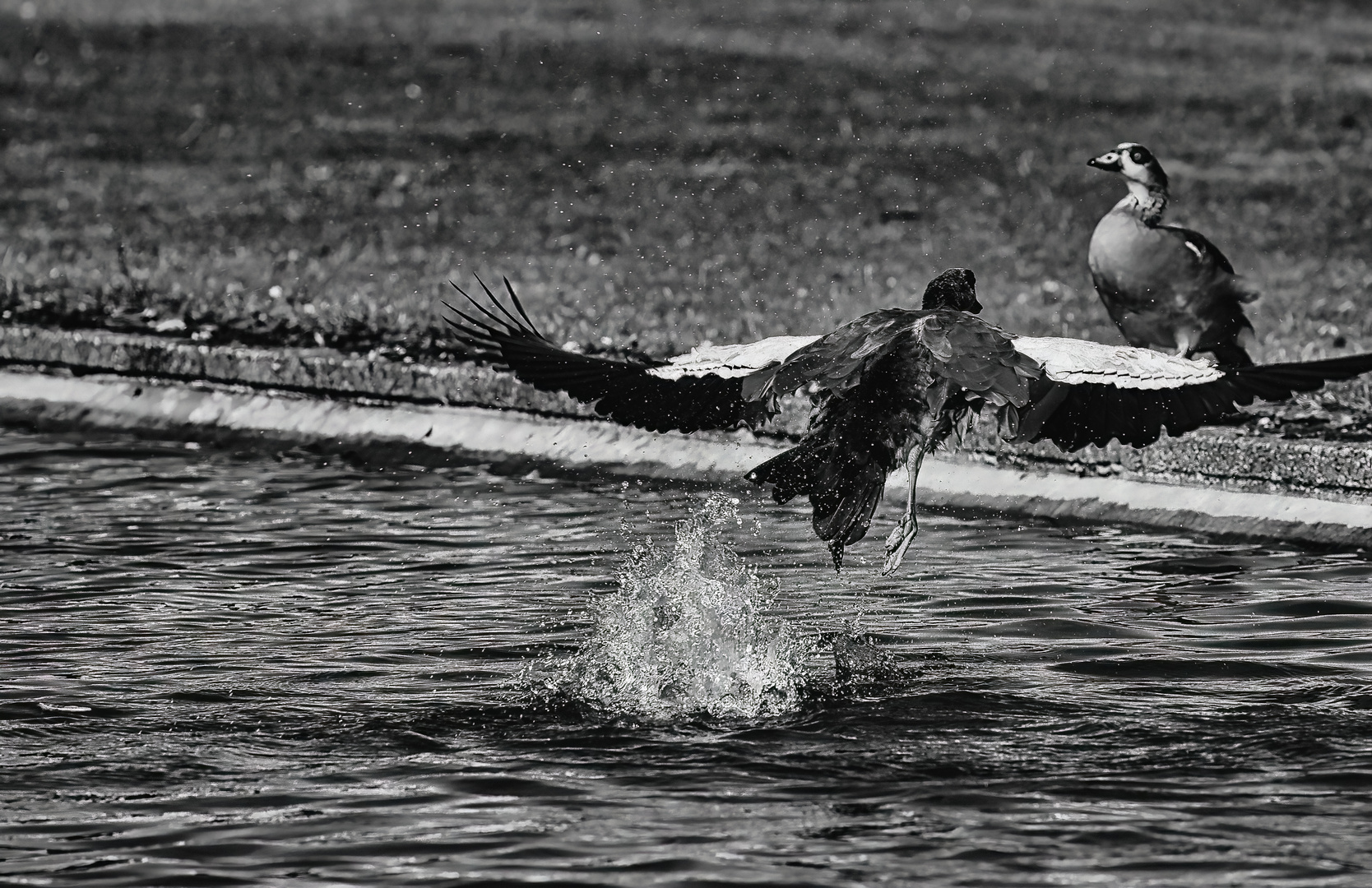 schwarzweßer Freitag - mit Nilgänsen -monochrome-