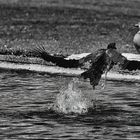 schwarzweßer Freitag - mit Nilgänsen -monochrome-