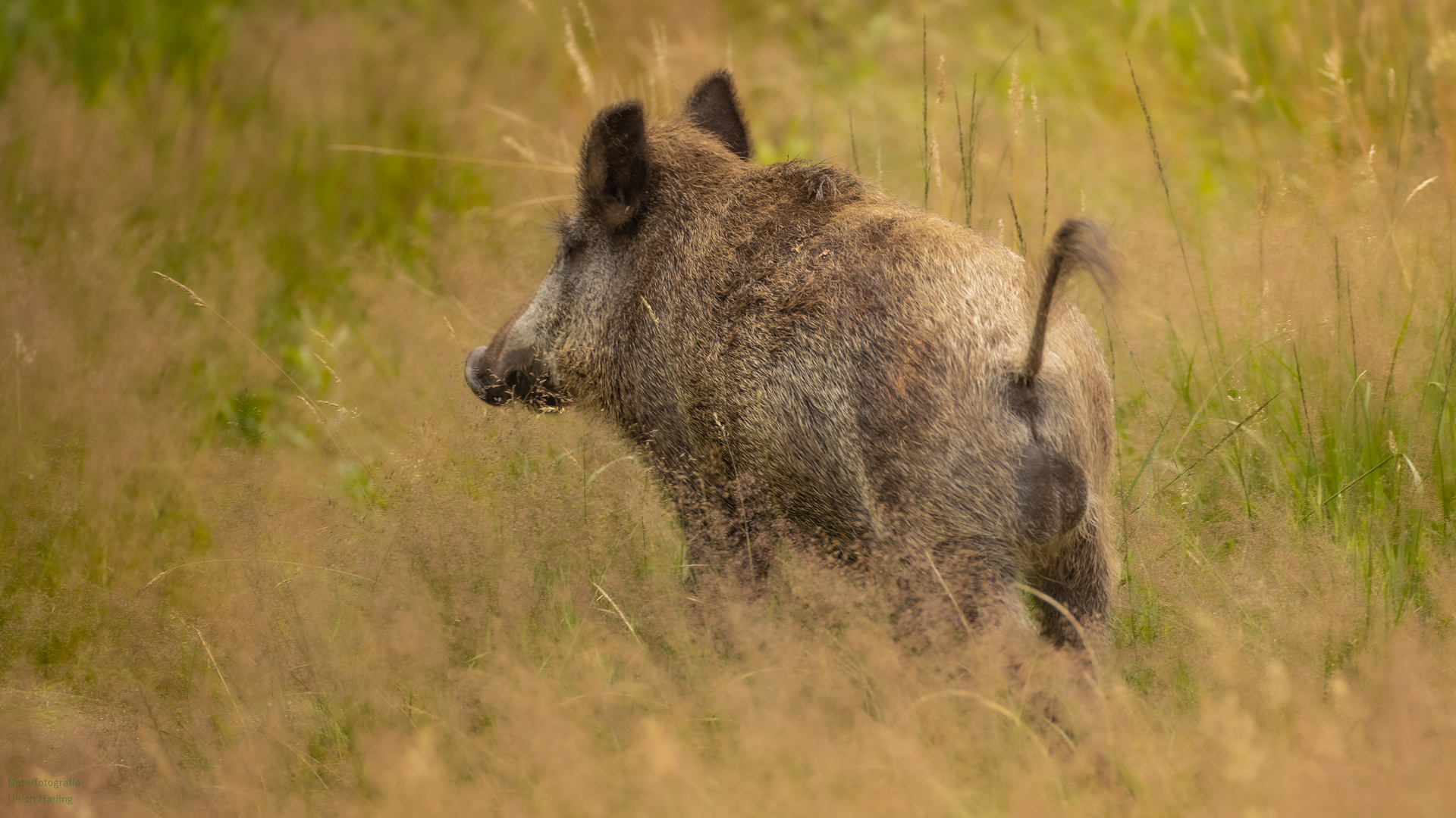 Schwarzwild (1 von 1)