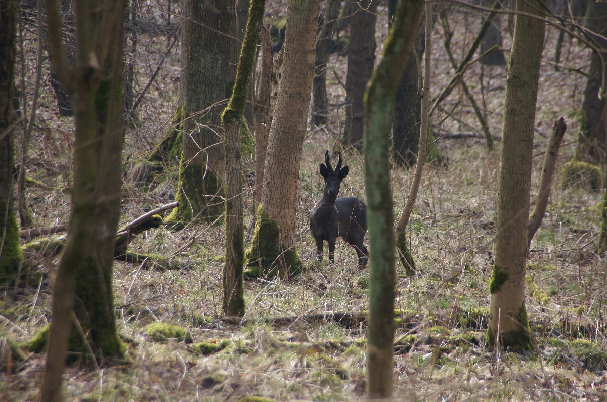 Schwarzwild ? Afrikanischer ? Rehbock im Ruhrgebiet.