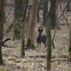 Schwarzwild ? Afrikanischer ? Rehbock im Ruhrgebiet.