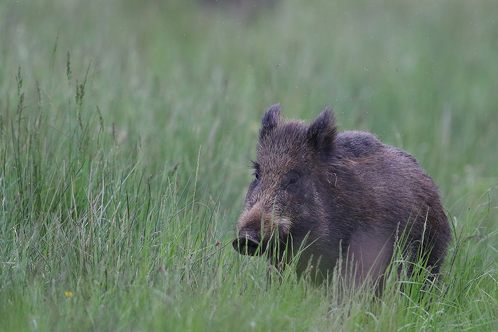 Schwarzwild am Abend