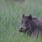 Schwarzwild am Abend