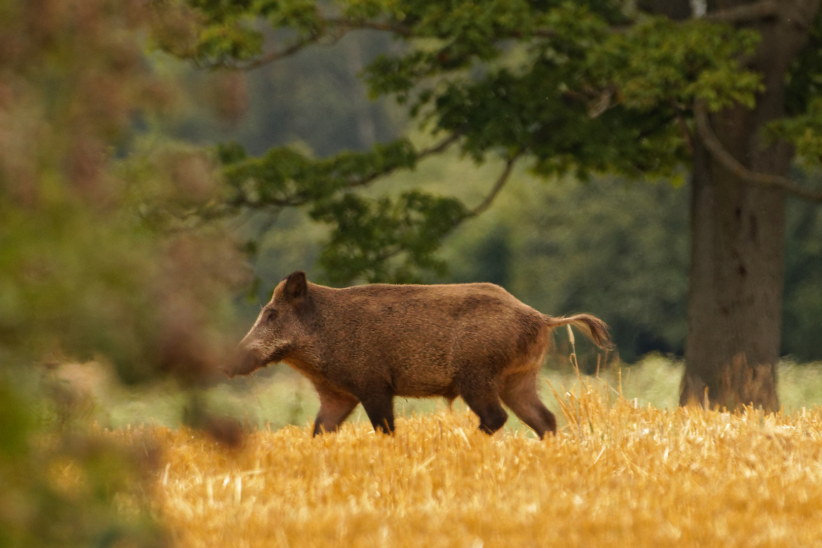 Schwarzwild  _auf dem Weg zur Tränke