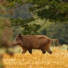 Schwarzwild  _auf dem Weg zur Tränke