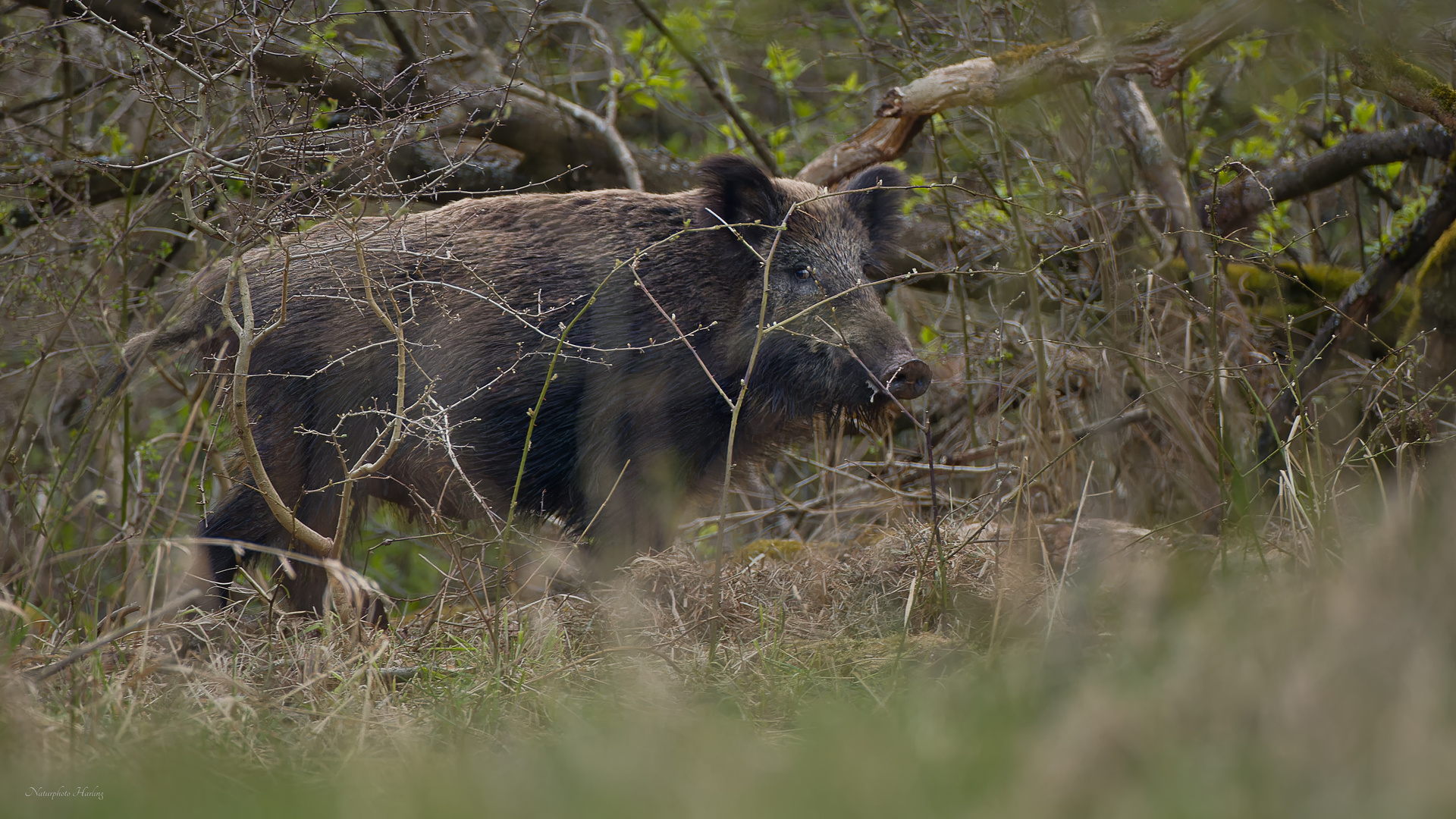 Schwarzwild Bache Führend