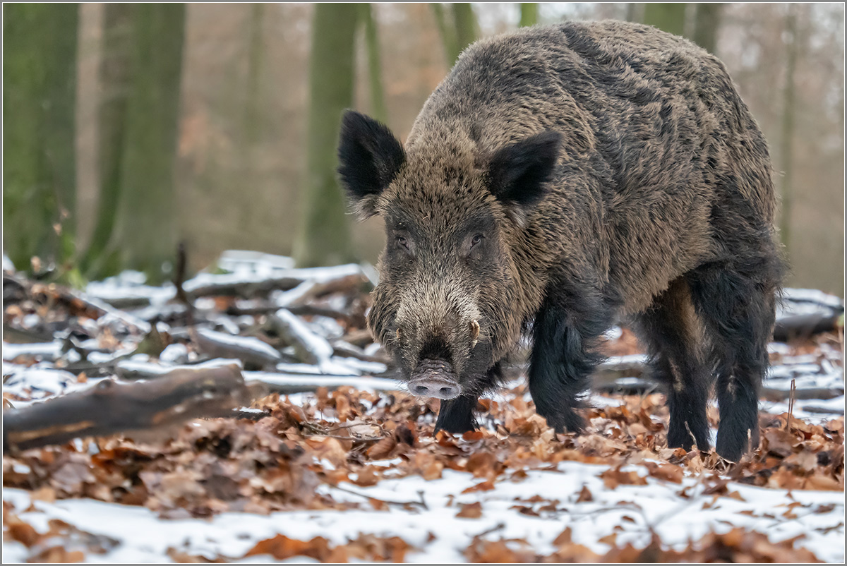 Schwarzwild... er fühlte sich wie ein Großer