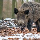 Schwarzwild... er fühlte sich wie ein Großer