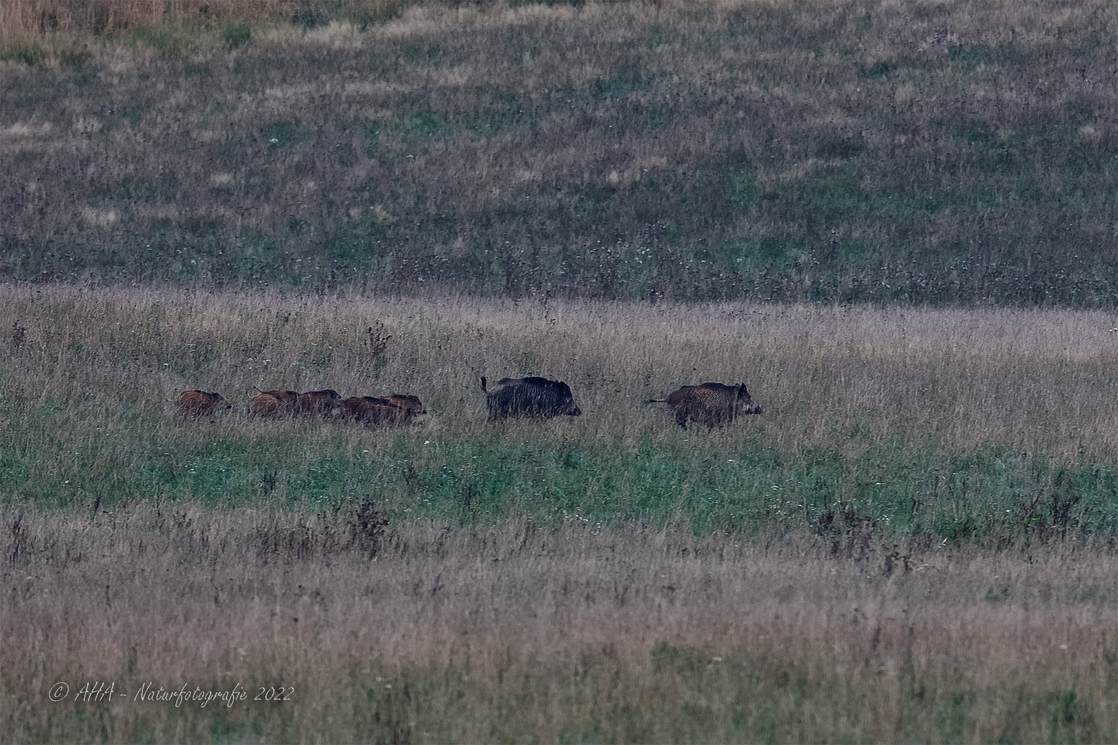 Schwarzwild im ersten Morgenlicht