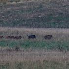 Schwarzwild im ersten Morgenlicht