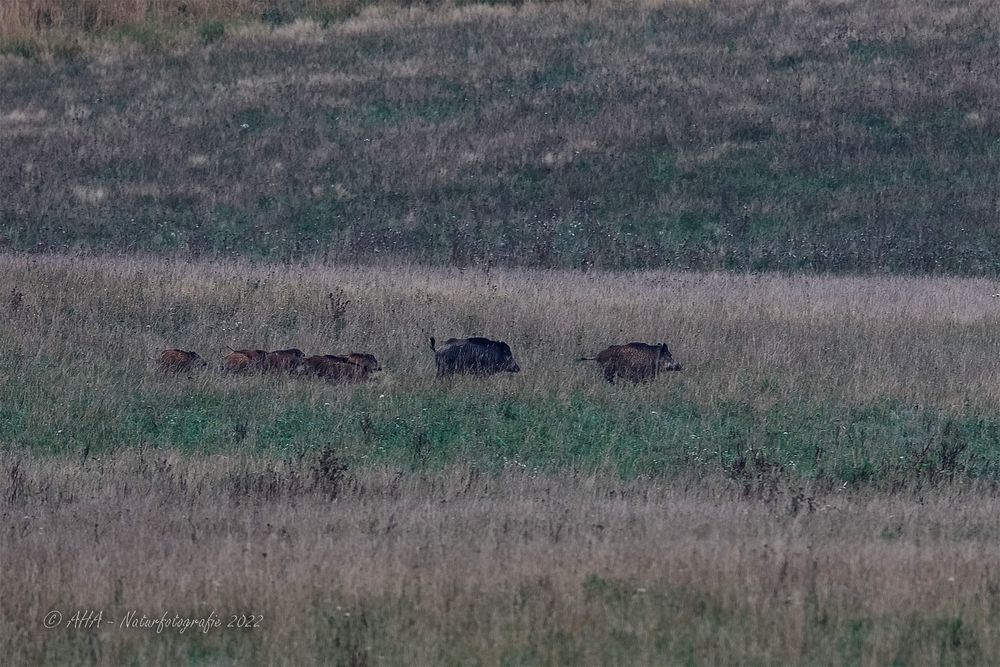 Schwarzwild im ersten Morgenlicht