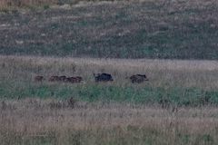 Schwarzwild im ersten Morgenlicht