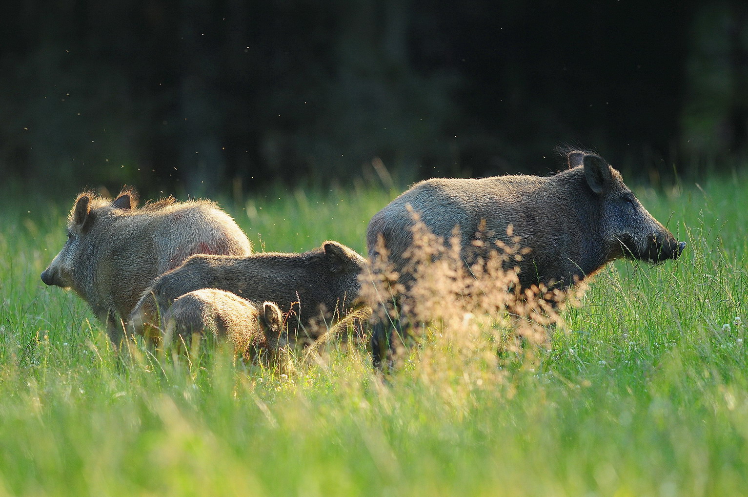 Schwarzwild im Gegenlicht