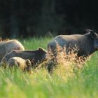 Schwarzwild im Gegenlicht