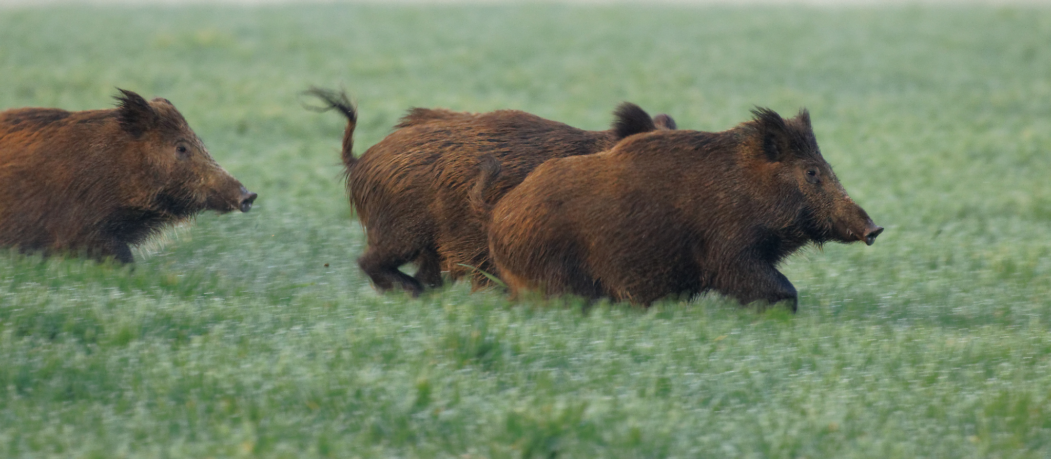 Schwarzwild  _im vollen Galopp