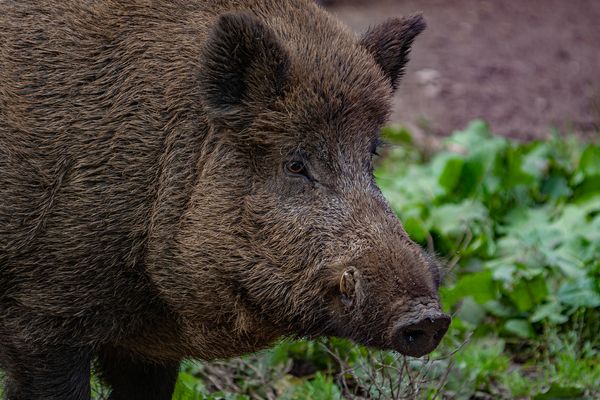 Schwarzwild Keiler Schönbuch