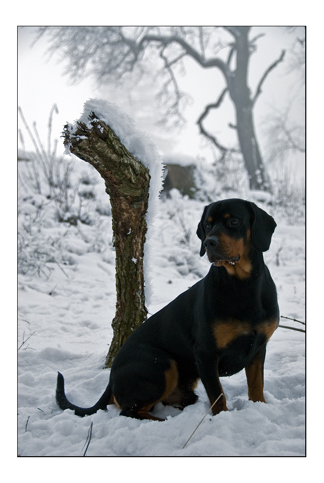 Schwarzwildbracke im Schnee