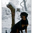 Schwarzwildbracke im Schnee