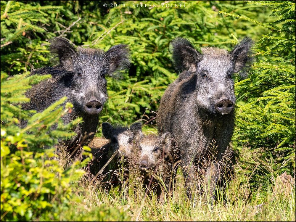 Schwarzwildrotte am Dickungsrand