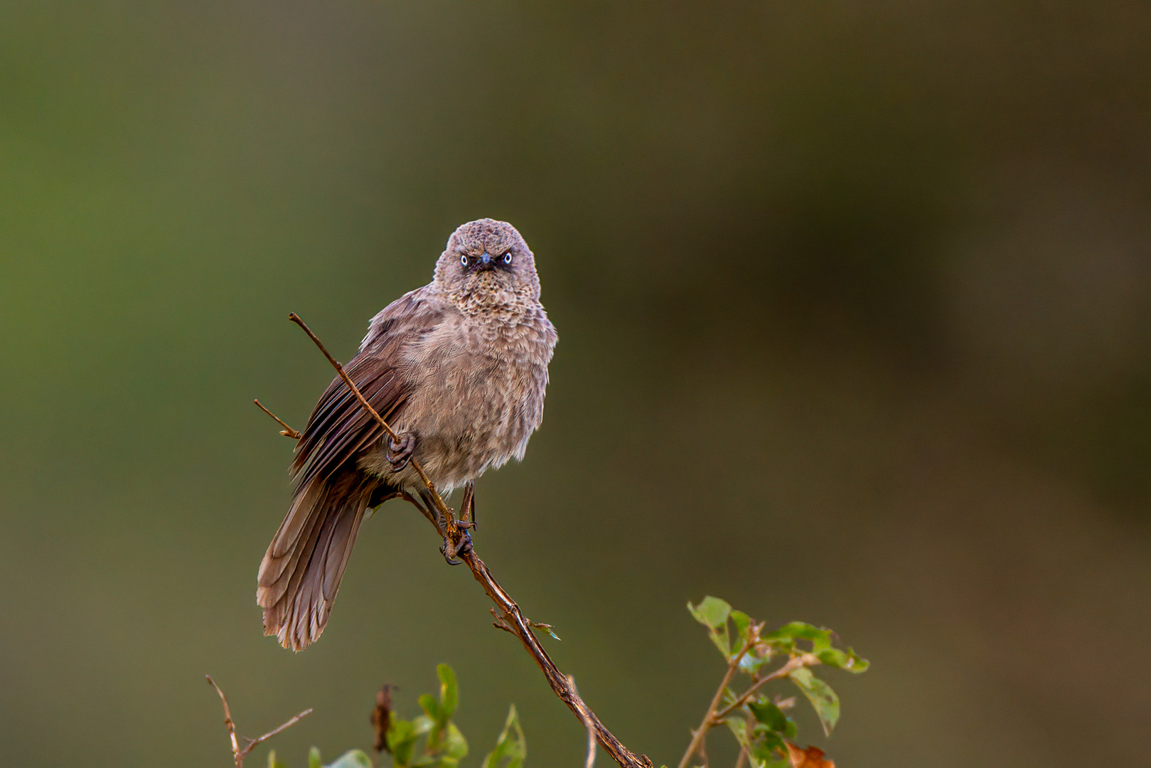 Schwarzzügeldrossling (Black-lored Babbler)