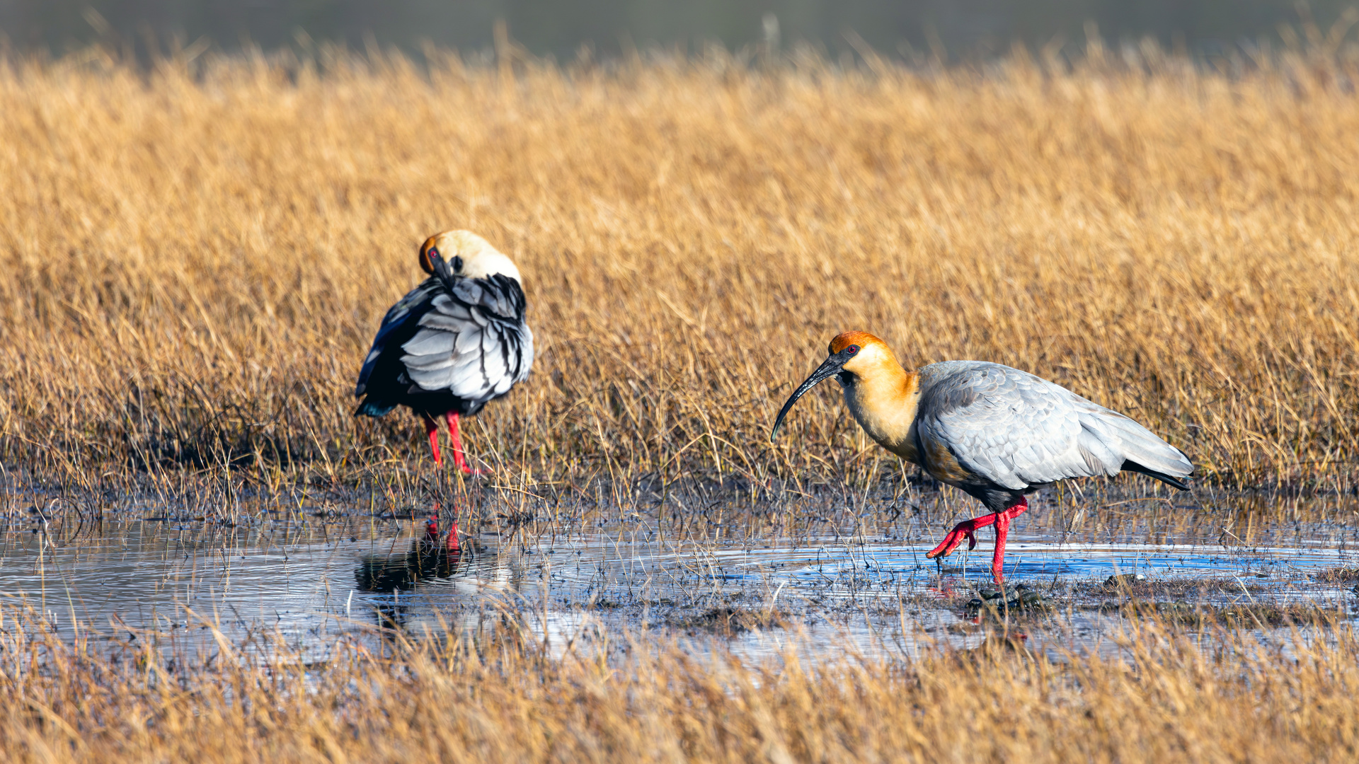 Schwarzzügelibisse...