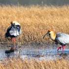 Schwarzzügelibisse...