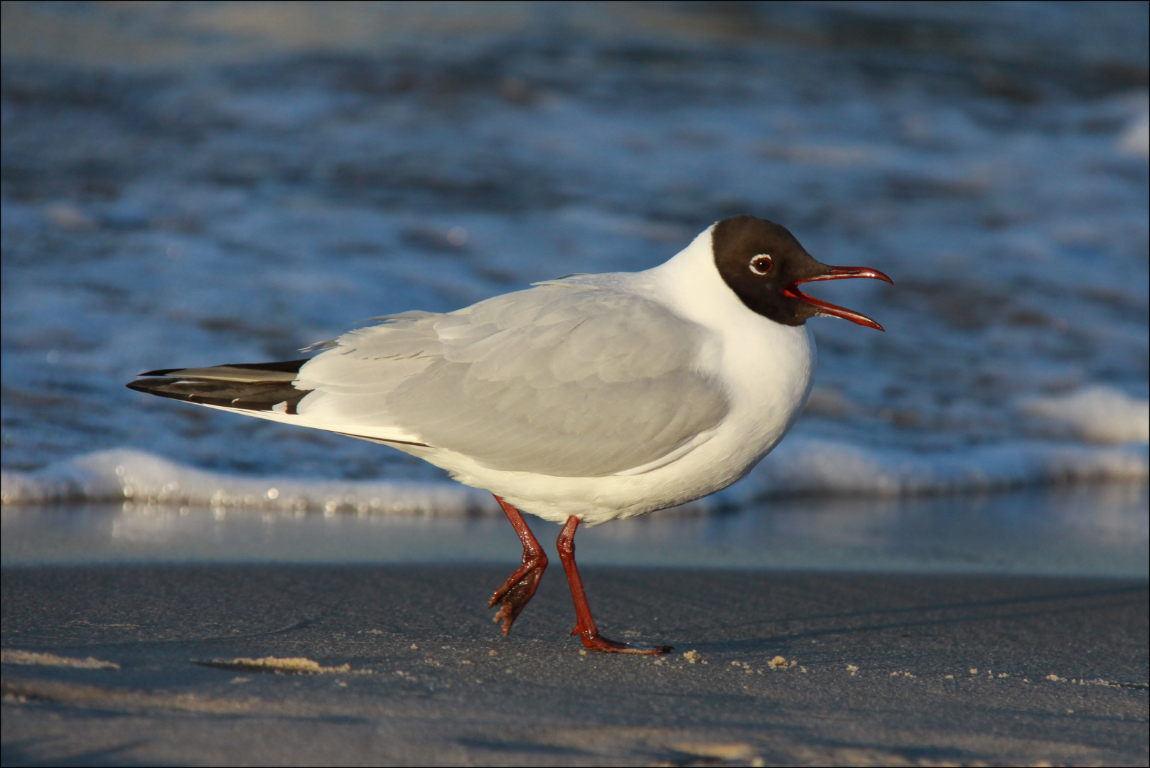 Schwatzhafte Möwe beim Abendspaziergang