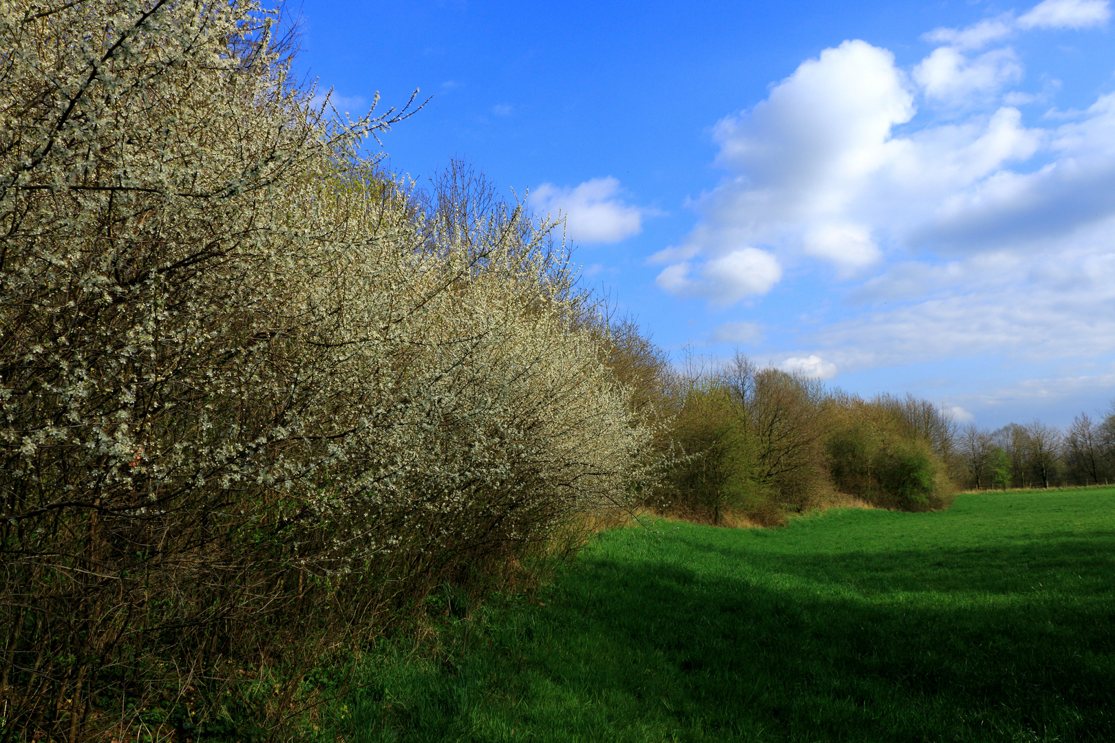 Schwazdornhecken an der Mittelweser!