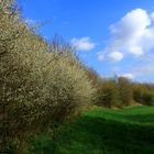 Schwazdornhecken an der Mittelweser!