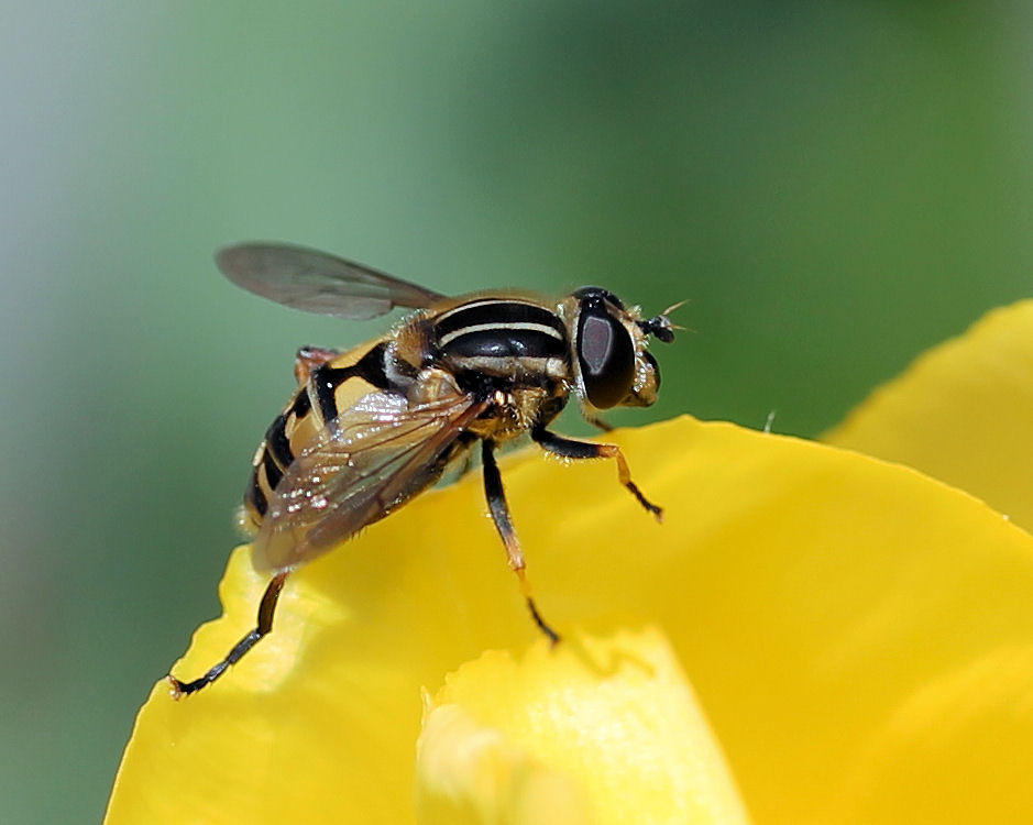 schweb los kleine Fliege