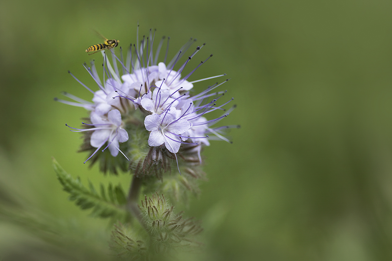 schwebchenfreundlich