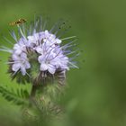 schwebchenfreundlich