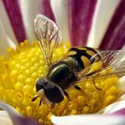 Schwebe - Biene auf bunter Blume