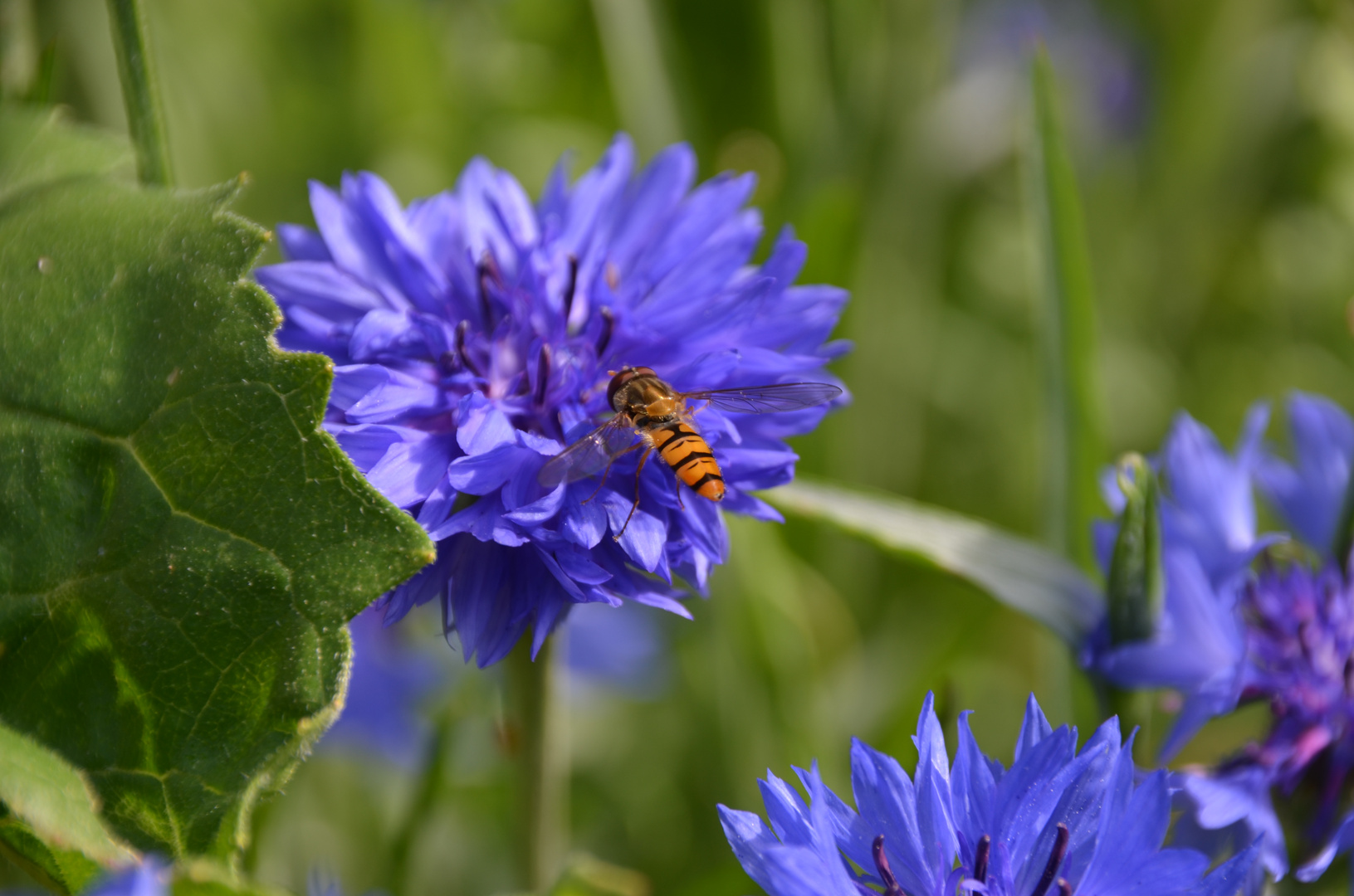 Schwebe Fliege