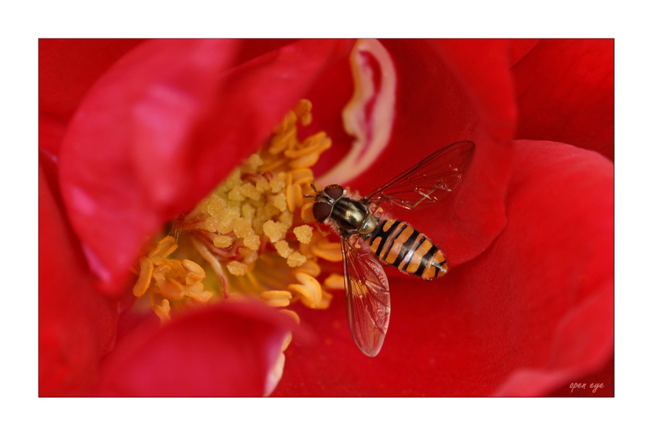 Schwebe - Fliege auf Rosen;-)