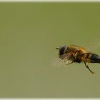 SCHWEBE Fliege