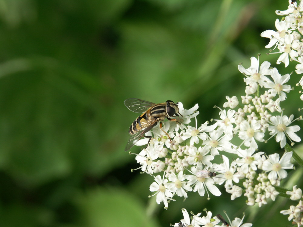 Schwebe ? Fliege !