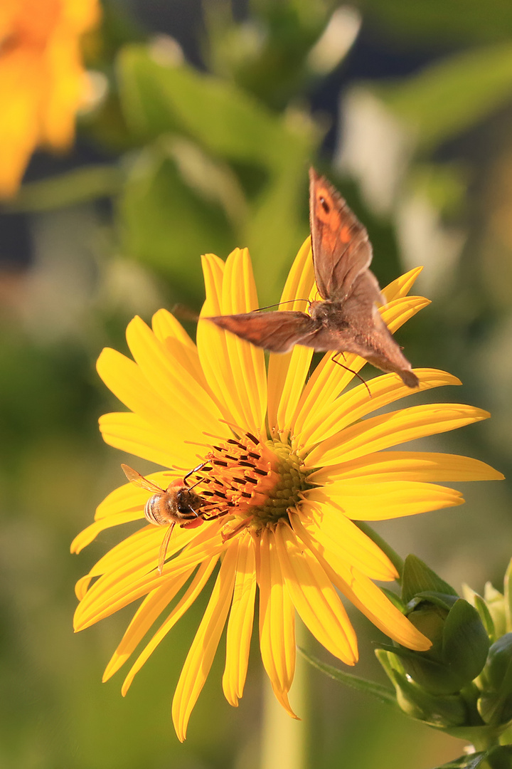 "Schwebe wie ein Schmetterling, stich wie eine Biene."