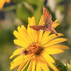 "Schwebe wie ein Schmetterling, stich wie eine Biene."