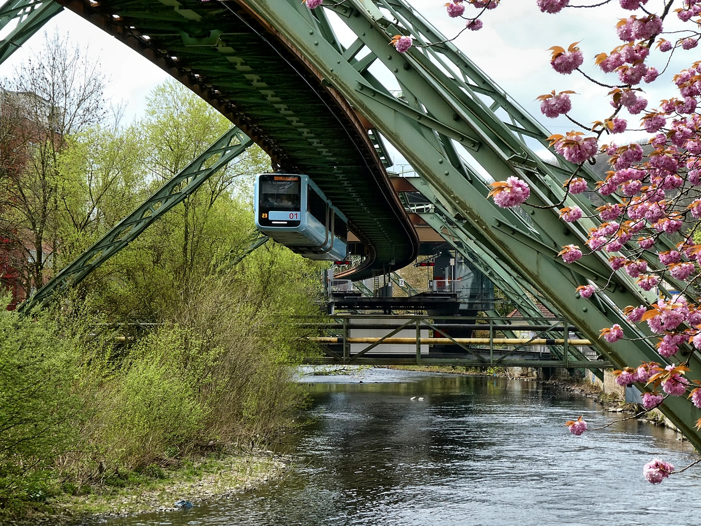 Schwebebahn und Kirschblüten