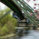 Schwebebahn und Kirschblüten