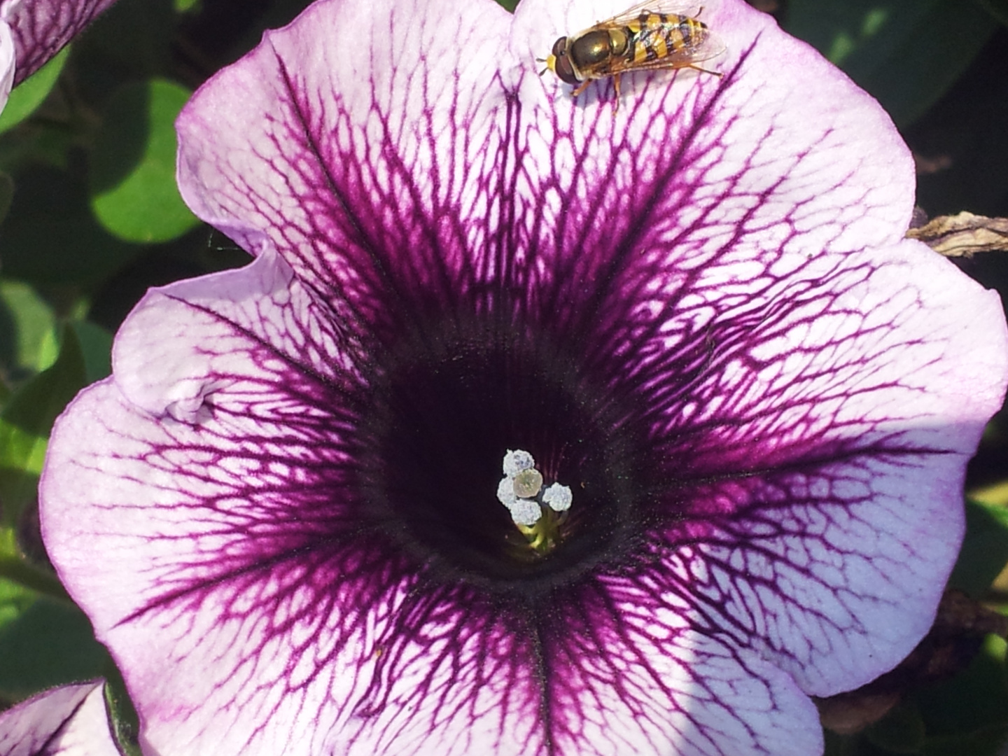 Schwebebiene auf Blume