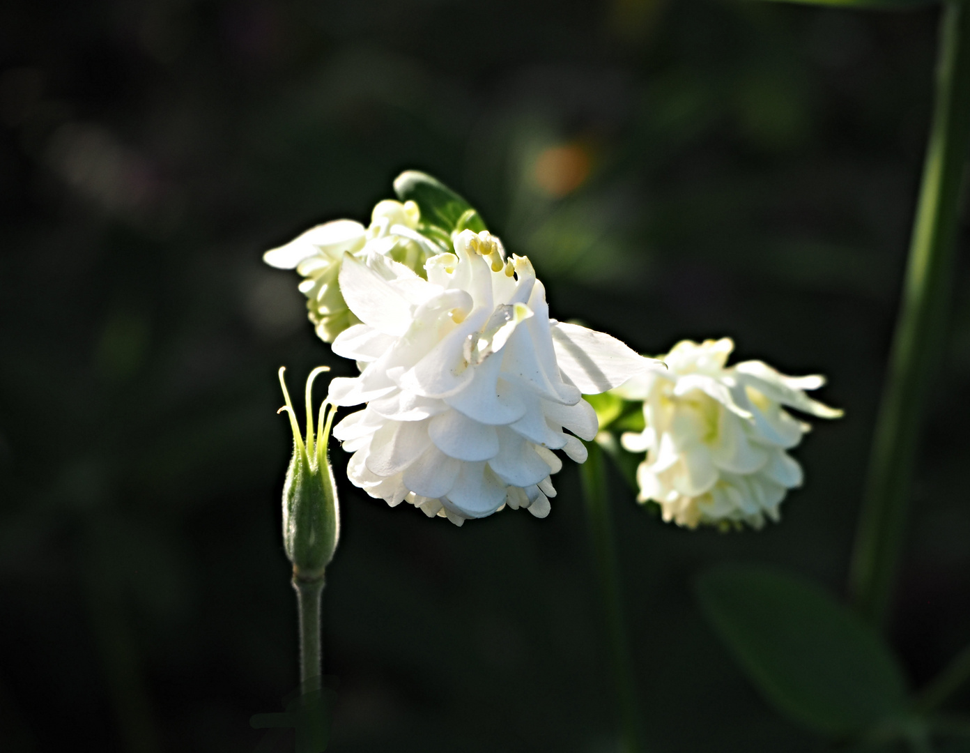 Schwebeblüte 