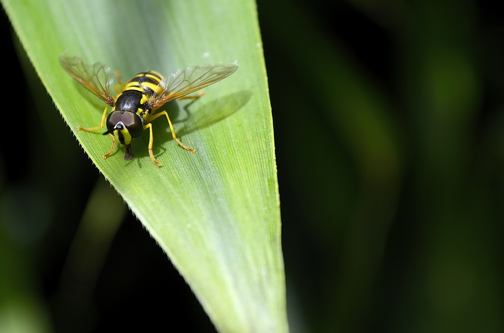 Schwebefliege