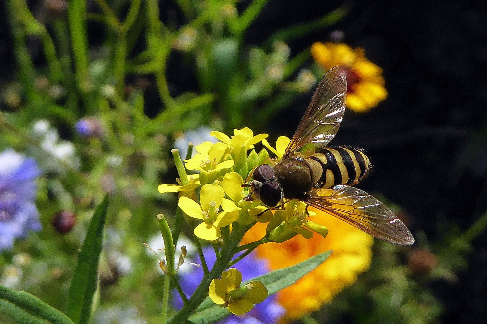 Schwebefliege