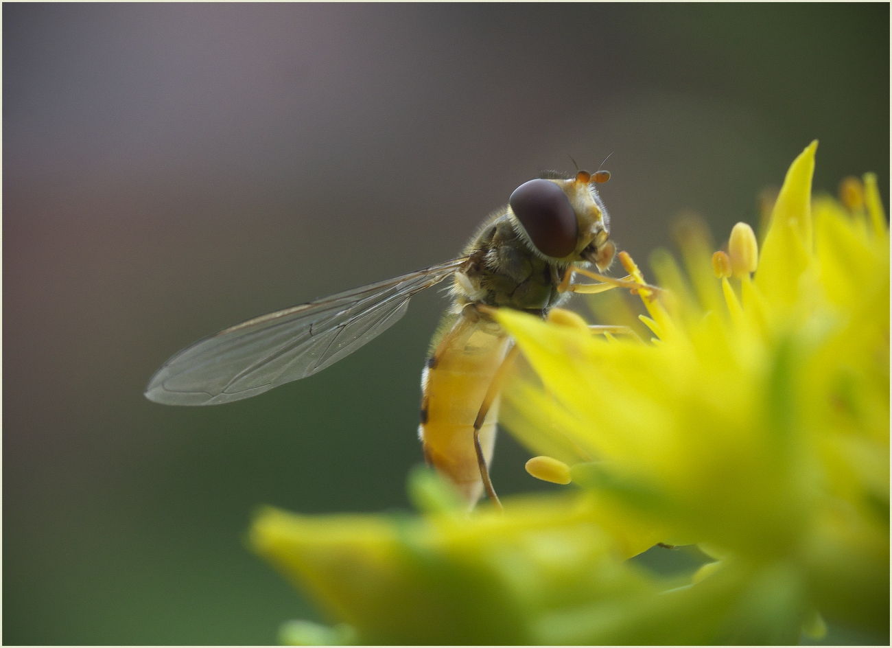 Schwebefliege