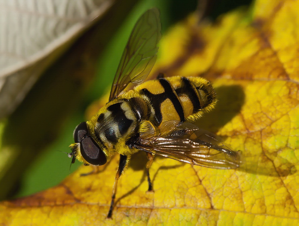 Schwebefliege