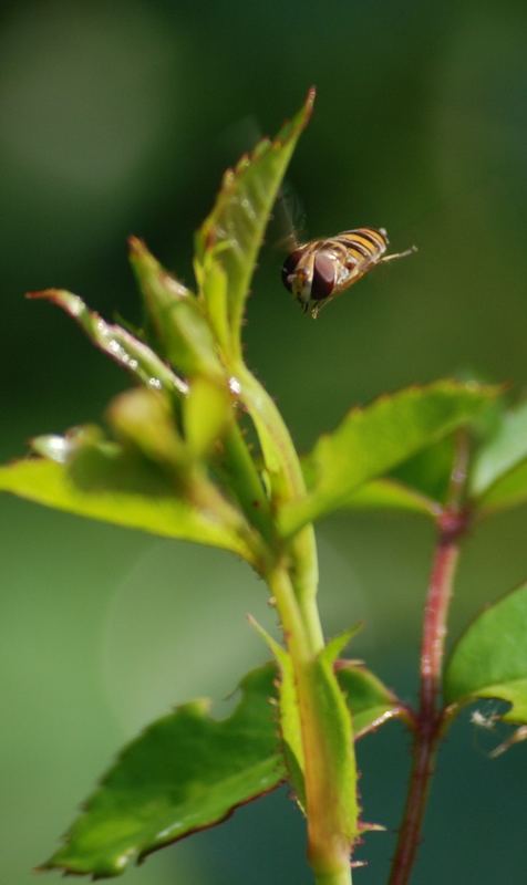 Schwebefliege