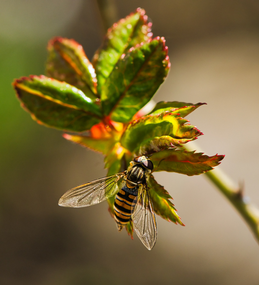 Schwebefliege